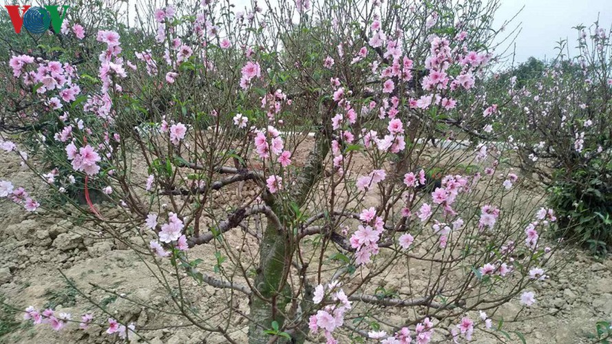 ancient peach growing village in hai phong prepares for tet rush hinh 3