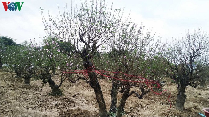 ancient peach growing village in hai phong prepares for tet rush hinh 4