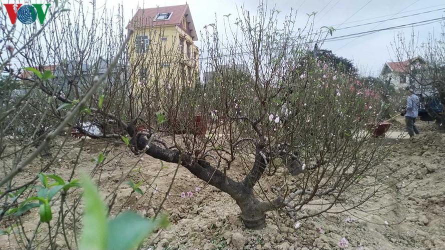 ancient peach growing village in hai phong prepares for tet rush hinh 5