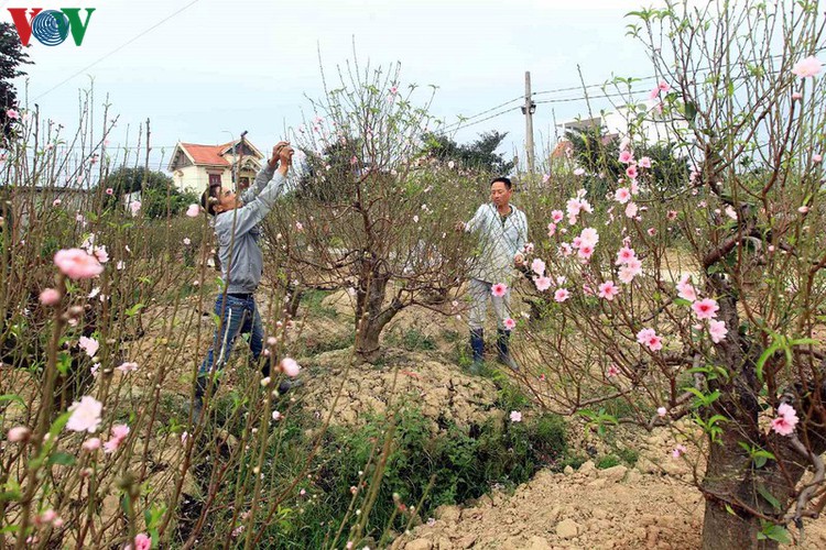 ancient peach growing village in hai phong prepares for tet rush hinh 6