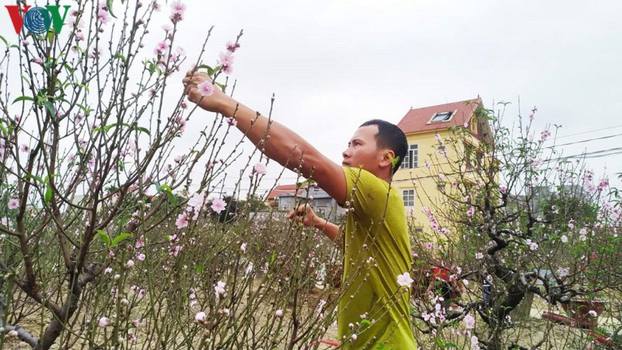 ancient peach growing village in hai phong prepares for tet rush hinh 7