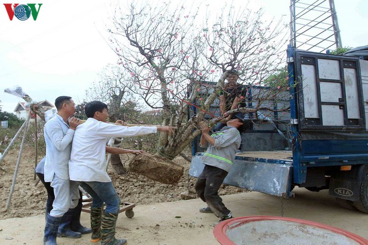 ancient peach growing village in hai phong prepares for tet rush hinh 8