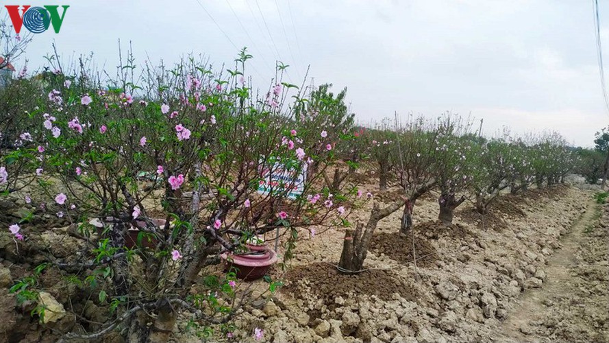 ancient peach growing village in hai phong prepares for tet rush hinh 9