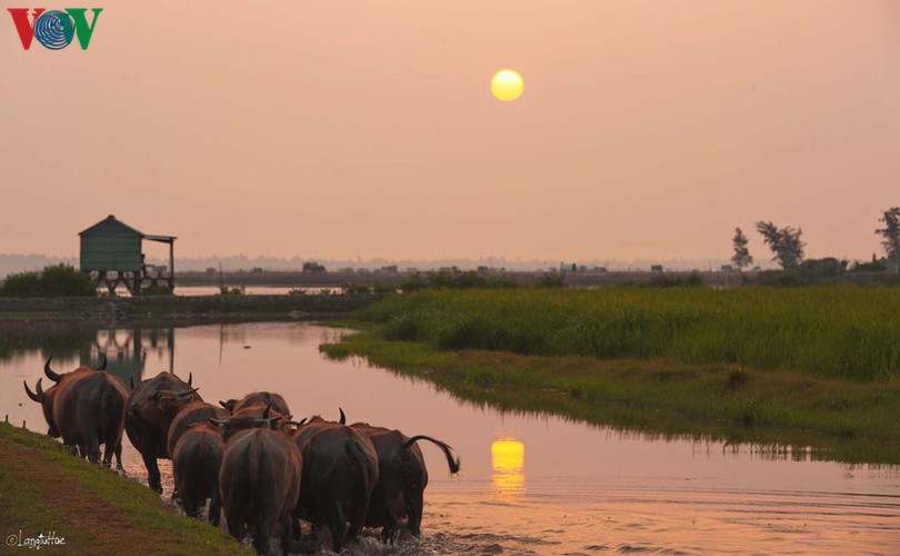 discovering peaceful tranquility at chuon lagoon in hue hinh 9