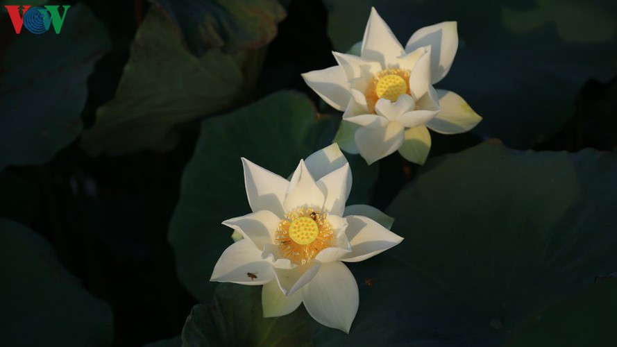 hanoi sees hordes of people flock to white lotus flower pond hinh 10