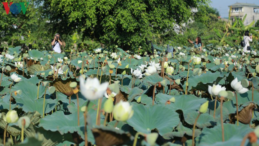 hanoi sees hordes of people flock to white lotus flower pond hinh 1