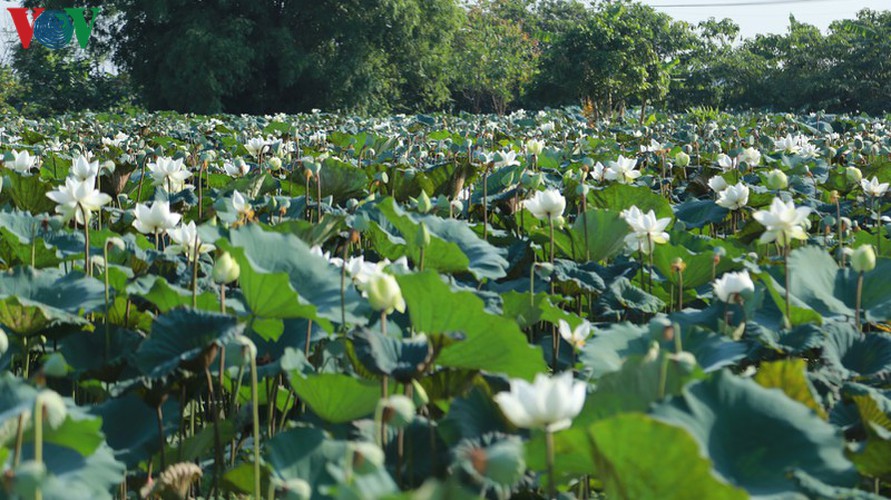 hanoi sees hordes of people flock to white lotus flower pond hinh 2