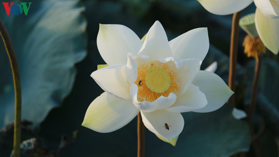 hanoi sees hordes of people flock to white lotus flower pond hinh 3