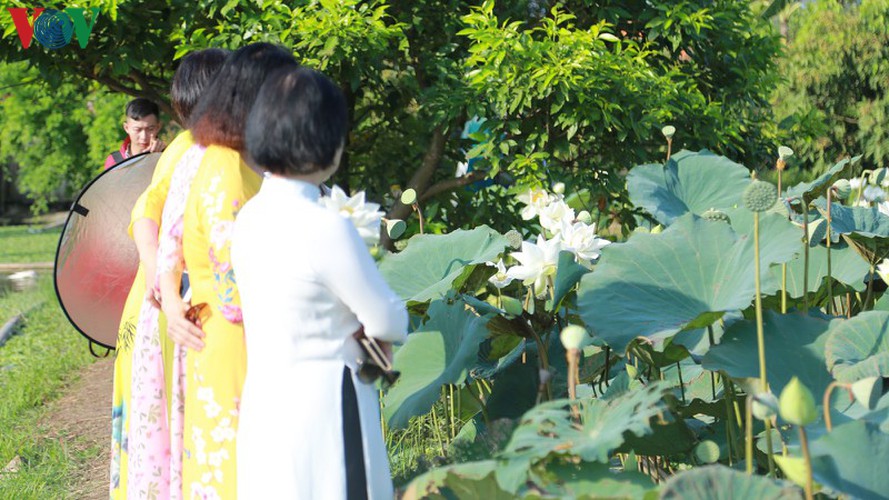 hanoi sees hordes of people flock to white lotus flower pond hinh 4