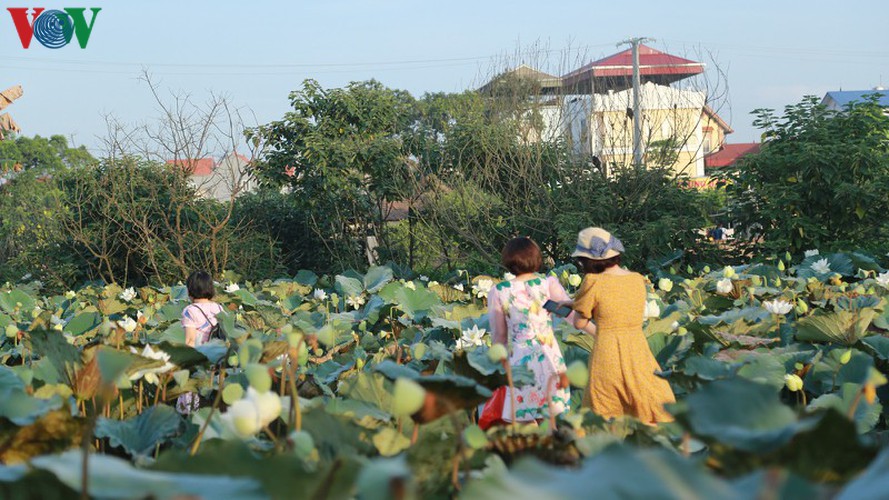 hanoi sees hordes of people flock to white lotus flower pond hinh 5
