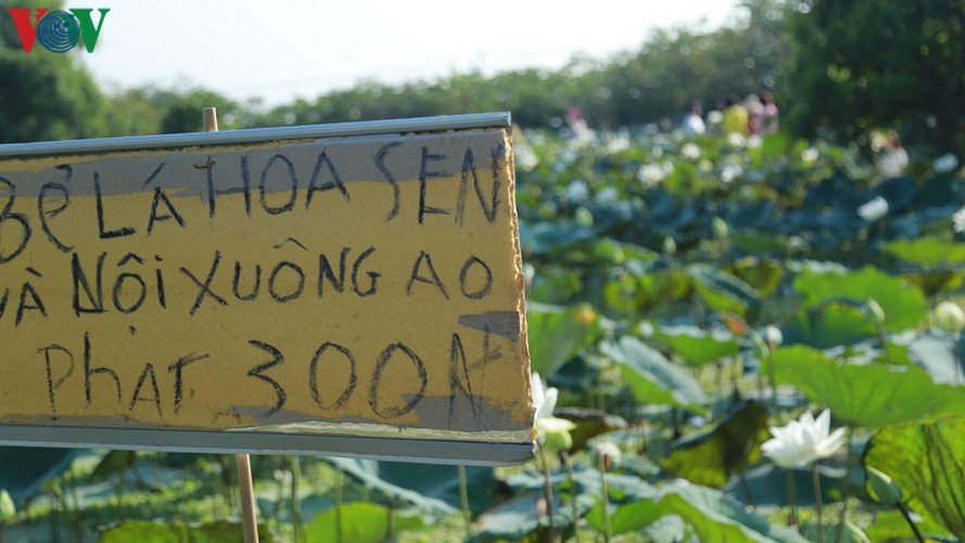 hanoi sees hordes of people flock to white lotus flower pond hinh 6