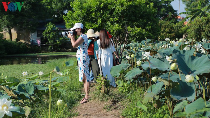 hanoi sees hordes of people flock to white lotus flower pond hinh 8