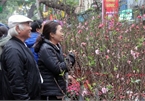 Hang Luoc flower market proves to be a hit among customers ahead of Tet