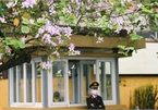 Hanoi streets adorned with Ban flowers in full bloom