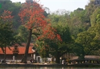 Stunning red silk cotton trees spotted around old pagoda