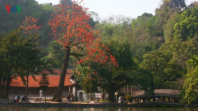 Stunning red silk cotton trees spotted around old pagoda