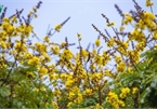 April sees flowers bloom throughout the streets of Hue