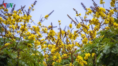 April sees flowers bloom throughout the streets of Hue