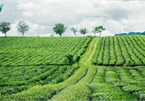 A view of the romantic green tea hills atop Moc Chau plateau