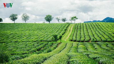 A view of the romantic green tea hills atop Moc Chau plateau