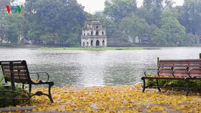 Summer looms as Hanoi streets are covered in falling yellow leaves
