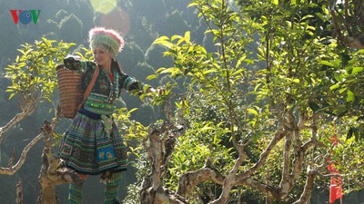 Shan Tuyet tea – a specialty from Hoang Lien Son mountain range