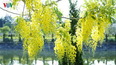 Beautiful golden shower trees brighten up Dien Bien province