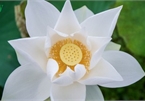 Hanoi enjoys charming beauty of white lotus flowers in full bloom