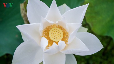 Hanoi enjoys charming beauty of white lotus flowers in full bloom