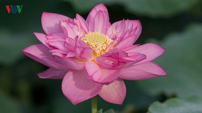 Picturesque view of summer lotus flowers blooming in Hanoi