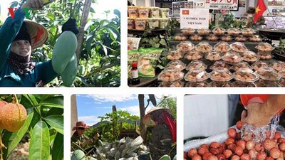 Vietnamese fruit increasingly popular among foreign consumers