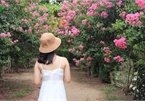 Fairy garden featuring multiflora roses in Hanoi