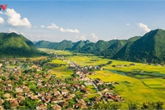 Bac Son rice fields turn yellow amid harvest season