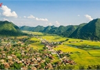 Bac Son rice fields turn yellow amid harvest season