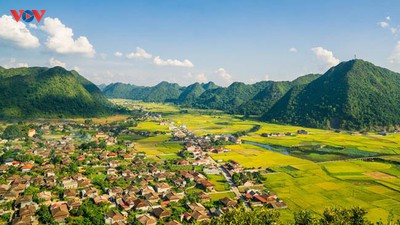 Bac Son rice fields turn yellow amid harvest season