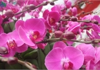 Expensive orchid pots prove popular among customers ahead of Tet