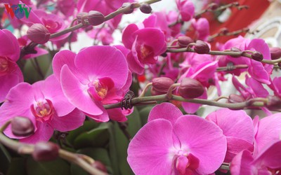 Expensive orchid pots prove popular among customers ahead of Tet