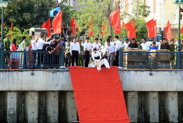 65 pairs of swans released into hai phong river hinh 1