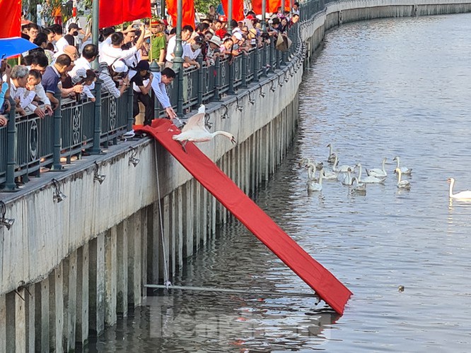 65 pairs of swans released into hai phong river hinh 2