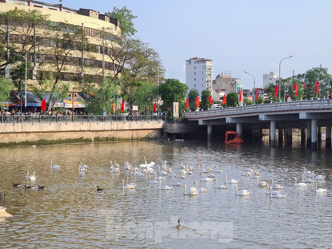 65 pairs of swans released into hai phong river hinh 8