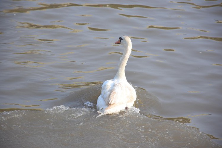 65 pairs of swans released into hai phong river hinh 5