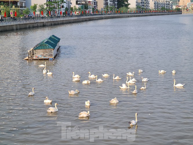 65 pairs of swans released into hai phong river hinh 7