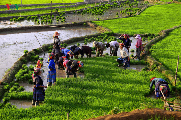 mu cang chai named among world’s 50 most beautiful places to visit hinh 12