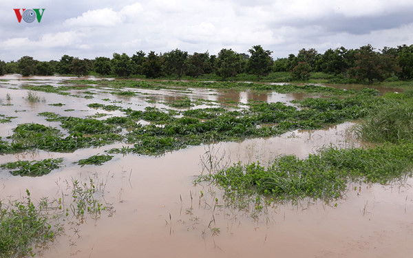 central highlands region suffers worst flooding in a decade hinh 10