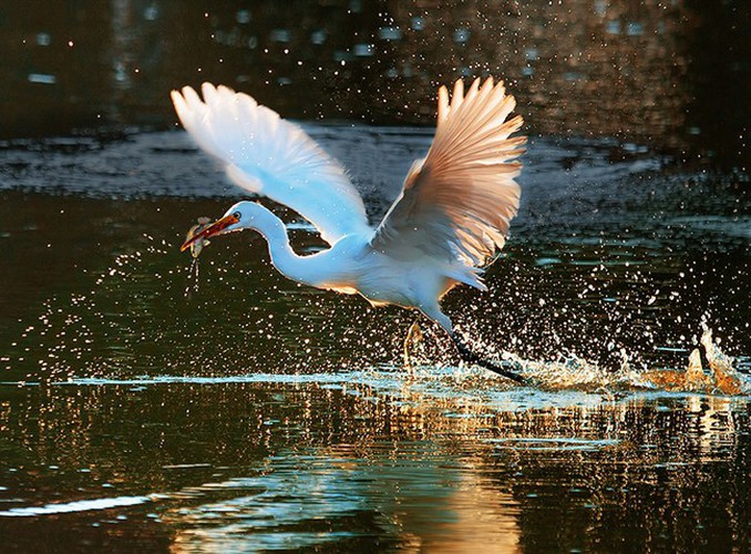 winners of vietnam heritage photo contest 2019 announced hinh 6