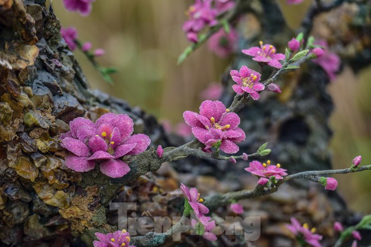 stunning gemstone peach tree goes on sale in hanoi ahead of tet hinh 11