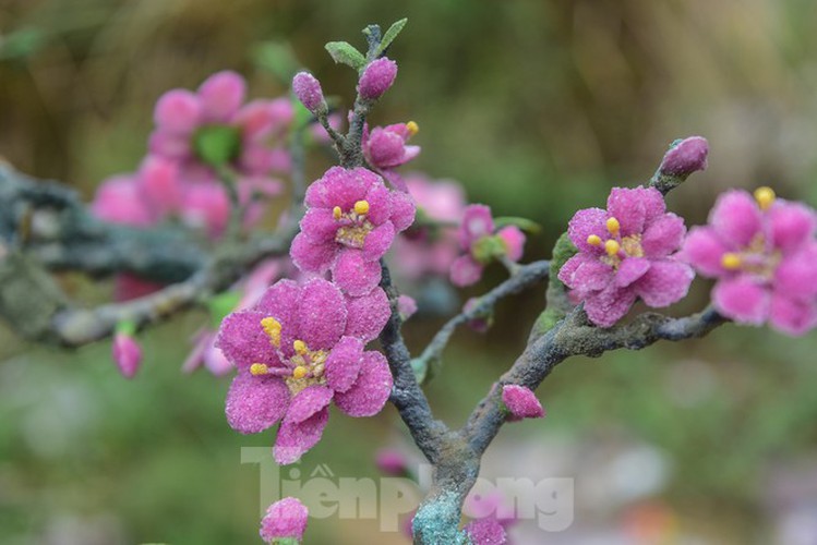 stunning gemstone peach tree goes on sale in hanoi ahead of tet hinh 12