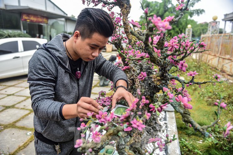 stunning gemstone peach tree goes on sale in hanoi ahead of tet hinh 2