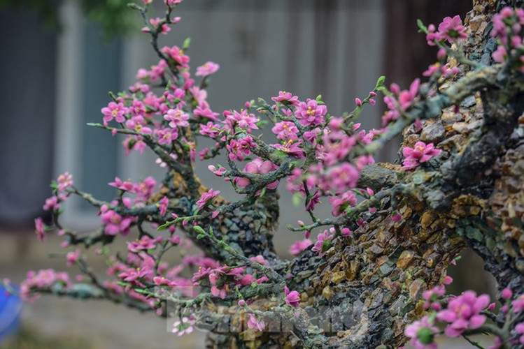 stunning gemstone peach tree goes on sale in hanoi ahead of tet hinh 3