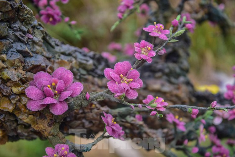 stunning gemstone peach tree goes on sale in hanoi ahead of tet hinh 7